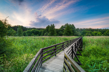 scene with lush greenery and wooden bridge in sunset light