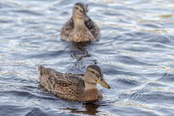 Wild duck swimming on a mountain river