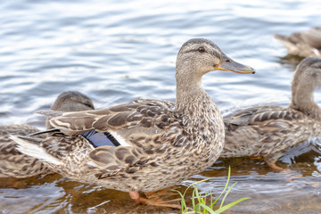 Wild duck swimming on a mountain river
