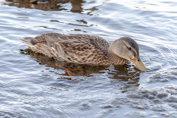 Wild duck swimming on a mountain river
