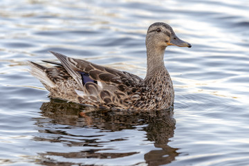 Wild duck swimming on a mountain river