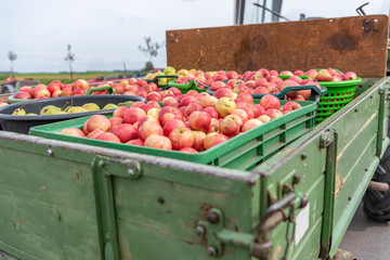 Many Apple and pears are transported on a front loader after harvesting in autumn. Storage in boxes