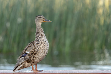 Big duck stands close to water with blured background