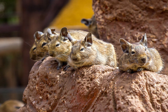 several cute degu are sitting on a rock