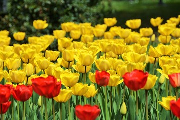 Fototapeta premium field with many yellow and red tulips