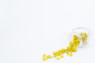 Perforate St John's-wort is very rare and healthy plant