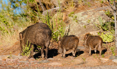 Javelina sow with her piglings go for an evening walk - Version 1