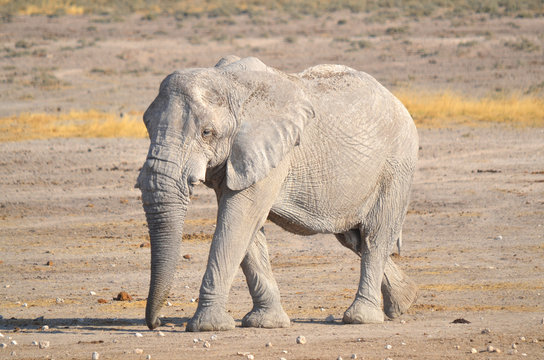 View of an elephant covered in white mud (Etosha National Park) Namibia Africa. Etosha&rsquo;s elephants number about 2500 and occur either in breeding herds numbering up to 50 