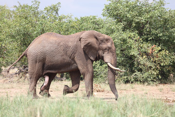 Afrikanischer Elefant / African elephant / Loxodonta africana