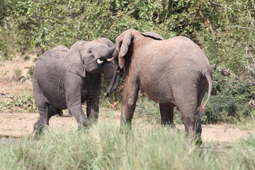 Afrikanischer Elefant / African elephant / Loxodonta africana.