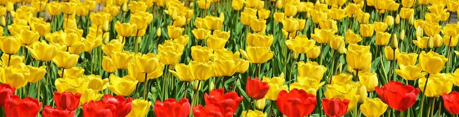 field of yellow and red tulips