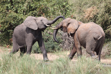 Afrikanischer Elefant / African elephant / Loxodonta africana.