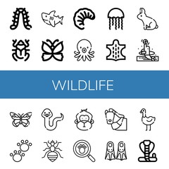 Set of wildlife icons such as Caterpillar, Beetle, Shark, Butterfly, Larva, Octopus, Jellyfish, Animal, Rabbit, Dolphin, Snake, Louse, Monkey, Paw print, Horse, Fins , wildlife