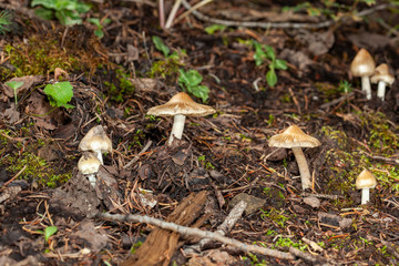 mushrooms in the forest