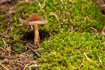 mushroom in the forest