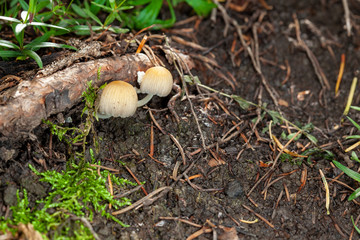 mushrooms in forest