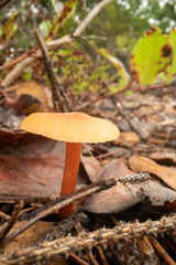 mushroom in forest