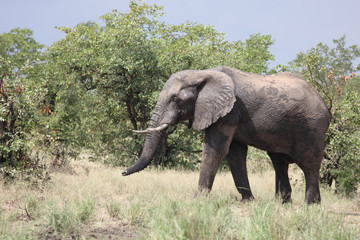 Afrikanischer Elefant / African elephant / Loxodonta africana