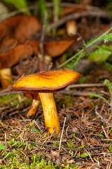 mushroom in the forest