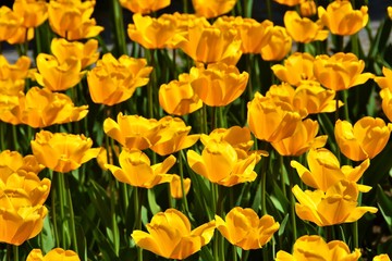 Obraz premium many yellow tulips in the garden