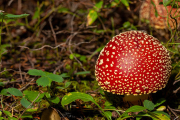fly agaric in the forest