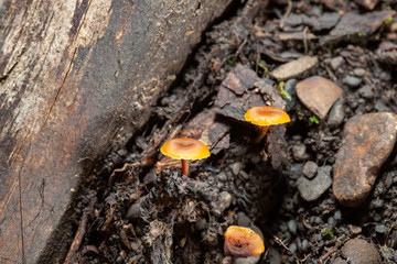 mushrooms in the grass