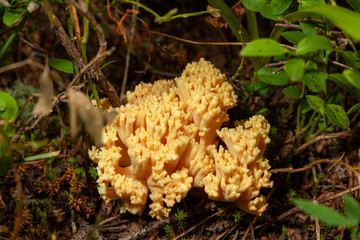 Coral mushroom in the forest