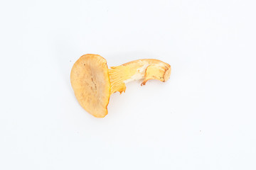 fresh Chanterelle direct from the summer forest