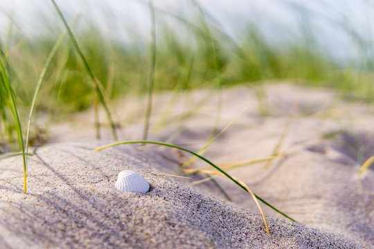 wei&szlig;e Muschel in den D&uuml;nen, Ostsee 