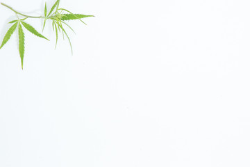 Fresh Hemp Leaves on the white background as a decoration