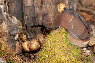 mushrooms on stump