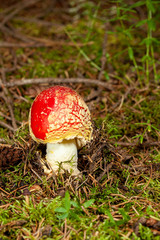 mushroom in the forest