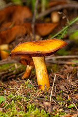 mushroom in the forest