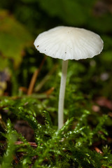 mushroom in the forest