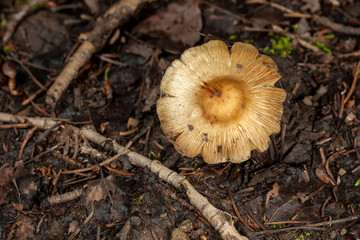 mushrooms in forest