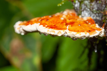 mushroom in the forest weeping