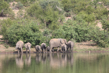 Obraz premium Afrikanischer Elefant / African elephant / Loxodonta africana