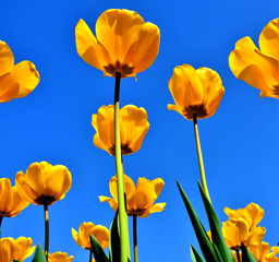 many yellow tulips on the background of blue sky