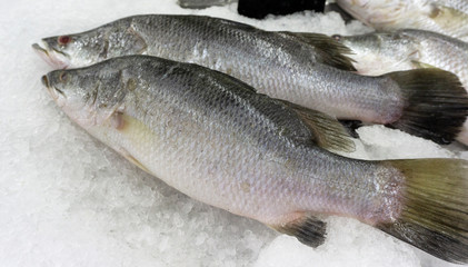 Sea bass fish on ice at Supermarket and department store, Ingredients for cooking, food concept.