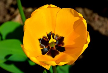 Obraz na płótnie Canvas a tulip flower open