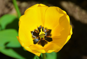a tulip flower open