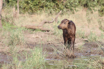 Kaffernbüffel / Buffalo / Syncerus caffer........