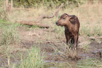 Kaffernbüffel / Buffalo / Syncerus caffer........
