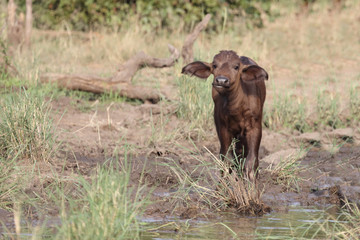 Kaffernbüffel / Buffalo / Syncerus caffer........