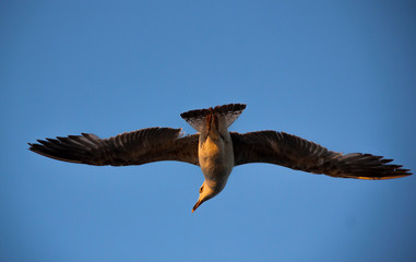 City Bird