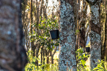Rubber plantation for the extraction of latex, raw material in the manufacture of rubber, in Brazil