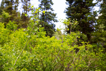 Fototapeta premium botanic garden blossom colorful flowers beautiful nature blossom 