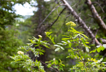 botanic garden blossom colorful flowers beautiful nature blossom 