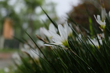 close up pure white flower with the rain water drops. Growing green stem and leaf blur background....