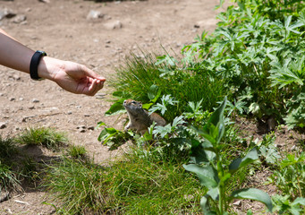 interaction with squirrels human love hands feed food to small animal 